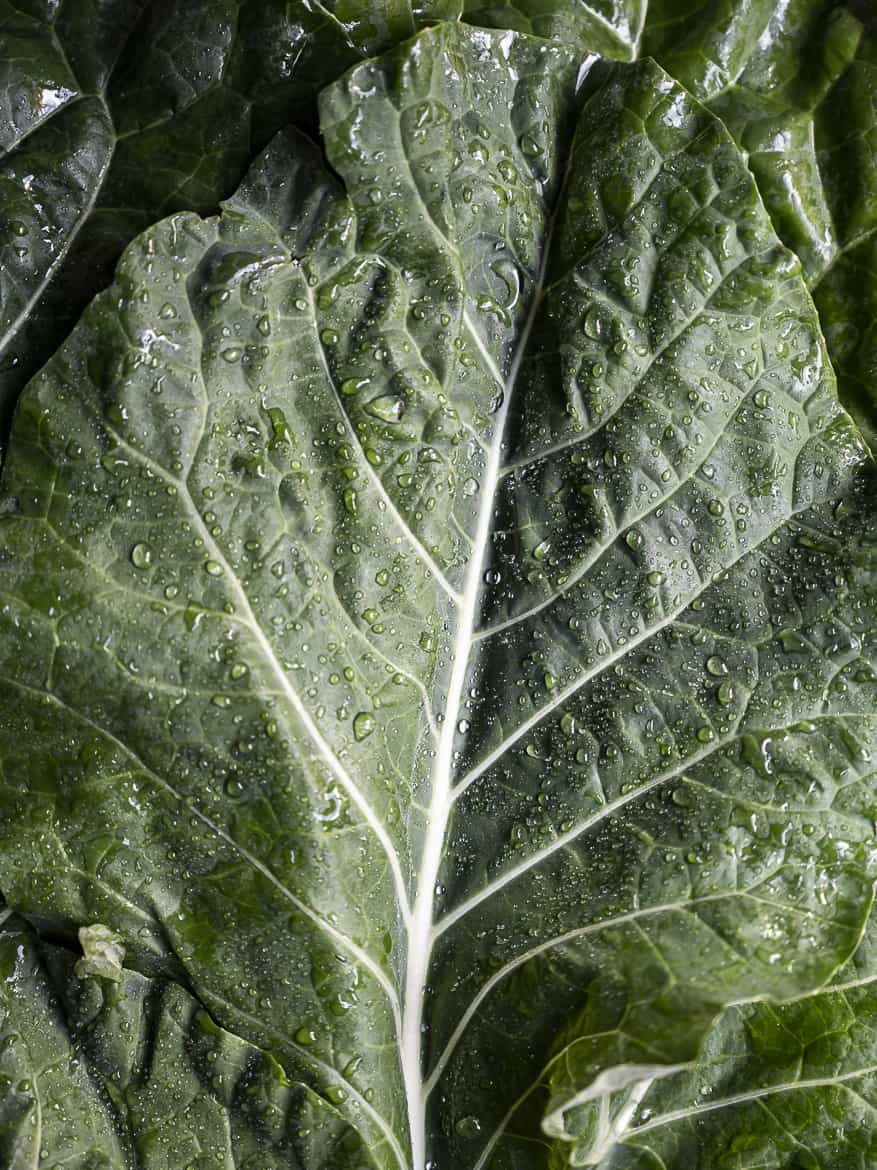 close up of green collard with beads of water